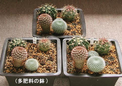 培養土研究 多肥料 微塵 その３ さぼてんだもの 楽天ブログ