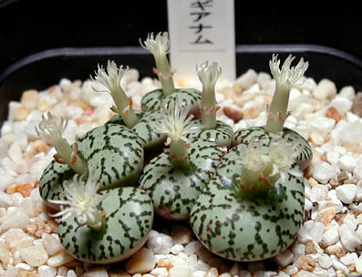 ウルスプルンギアナム