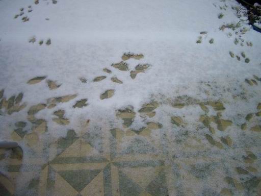 Footprints_3