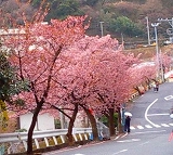 熱海桜
