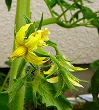 s-P1000364.jpg