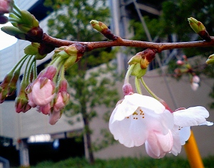 3月27日千葉