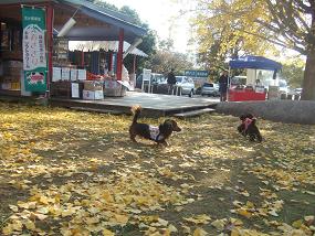 ヘ(T-T*ヘ) アソボウヨォ