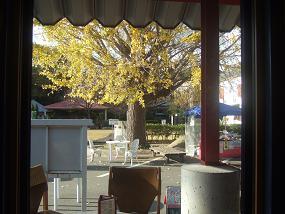 窓からみた黄色い銀杏