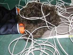 モコめちゃくちゃ