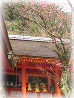 kasuga_20060409_206.jpg