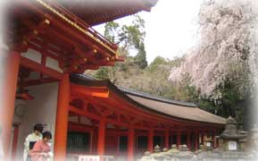 kasuga_20060409_256.jpg