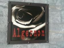 algernon1