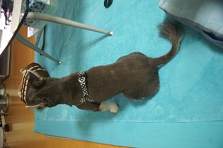 サマーカット 006.jpg