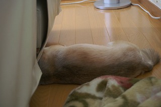 サマーカット 011.jpg