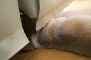 サマーカット 012.jpg