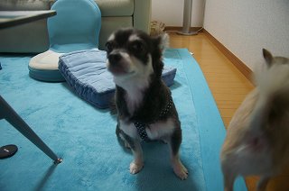 サマーカット 005.jpg