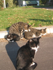 学園の猫