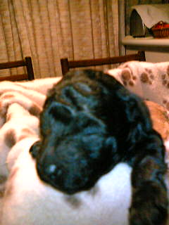 1/25 男の子はまだ目があきません