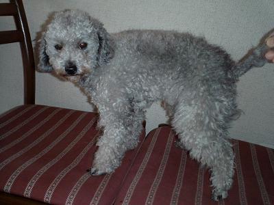 証明写真を撮ろうね、シュウちゃん