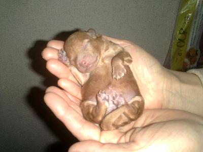 手のひらサイズ