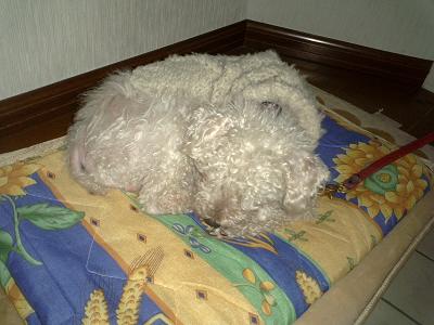 指定席で1日中寝ているキュウちゃん