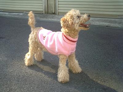 足の長いリンちゃん。Pooままカットはいかがですか？