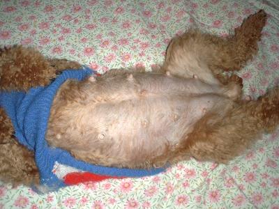 ぷりんちゃんのポンポコリンのお腹です