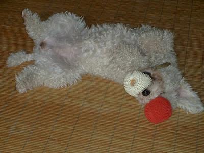 ２つのボールを確保したまま眠ってしまった欲ばりミルク