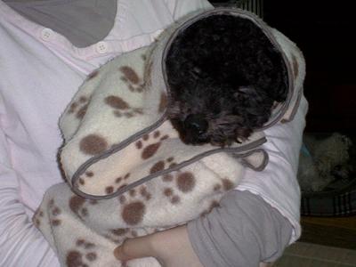 毛布にくるまって眠ってしまったゴマちゃん