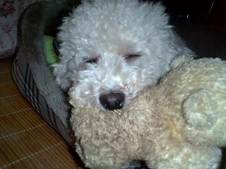 いつものヌイグルミをくわえて寝るミルク