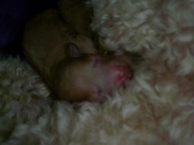 できたてホヤホヤ