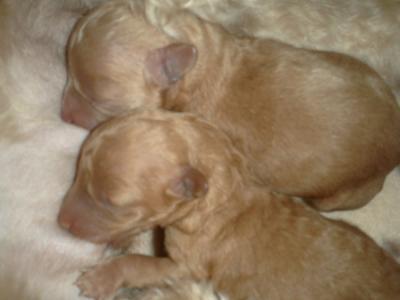 オッパイタイム