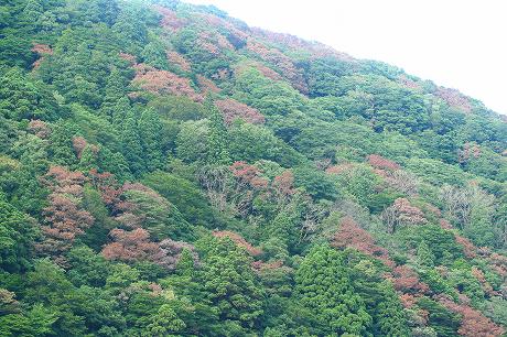 白糸の滝の近くのナラ枯れ