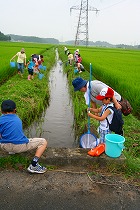 斗瑩稲荷神社の近くの川で観察1