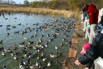 渡り鳥の観察