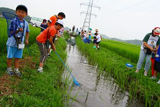 斗瑩稲荷神社の近くの川で観察2