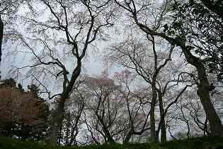 羽黒山の桜