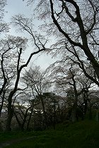 羽黒山の桜