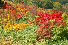 ナナカマド、ハウチワカエデ、ミネカエデの紅葉