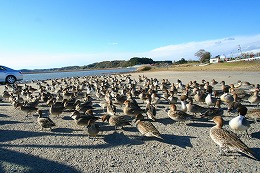 伊豆沼の水鳥