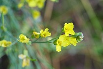 キャベツの花