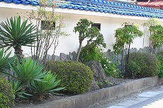 門前の植木2