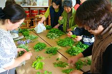 採集した野草