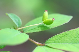 ヤマウグイスカグラ