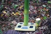 竹の重量を計る