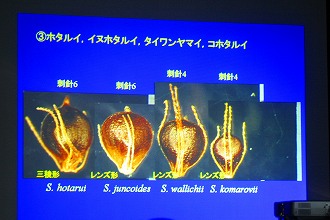 早坂英介氏によるスゲの話