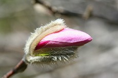 ヒメコブシ　もうすぐ開花