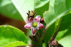 ウメモドキ　雌花