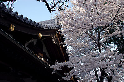 寺の屋根とさくら