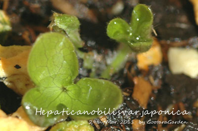 HepaticaNobilis20110329c.jpg