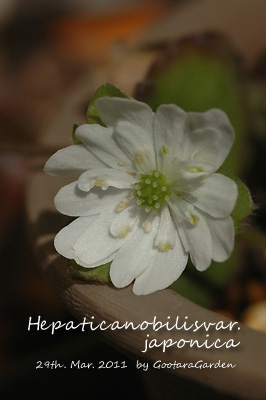 HepaticaNobilis20110329a.jpg