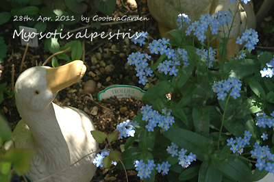 Myosotis20110428.jpg