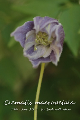 Clm-macropetala20110417a.jpg