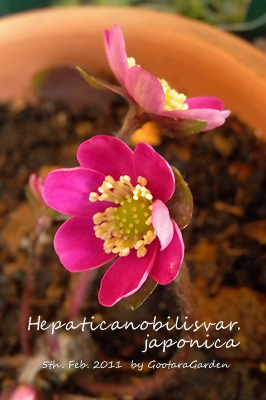 HepaticaNobilis20110305b.jpg